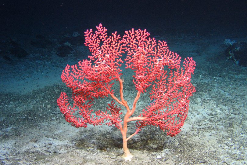 2011-12-10_09-42-01_James_Cook_JC066_8_5_ROV16