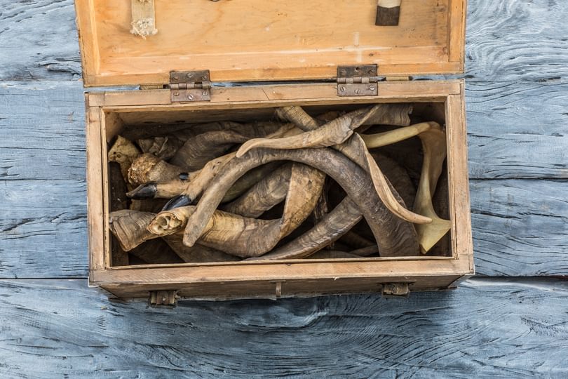 Adobe Stock_212368350_Horns