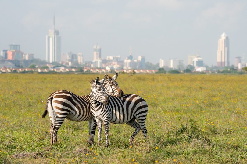 Two zebras graze in a field with a city skyline in the distance
