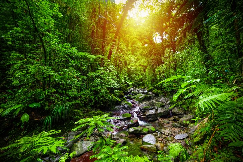 Adobe Stock 274966107 Nature based Solutions