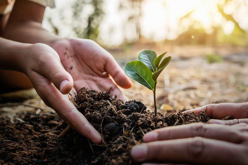 Close-up of diverse hands planting a young green sapling in soil, symbolising strong public support for climate action and environmental responsibility