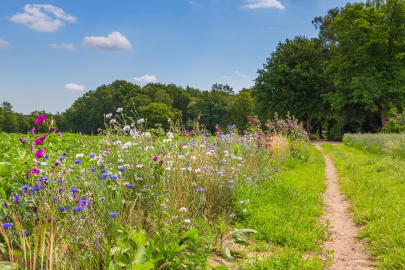 Adobe Stock 361154124 Biodiversity & Society