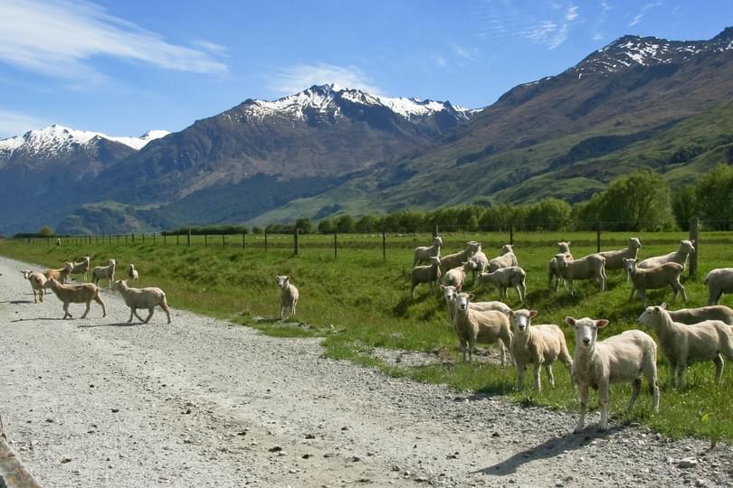 Sheep farming in New Zealand