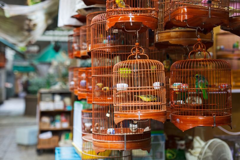 Adobe Stock Blue Orange Studio Cagedbirds