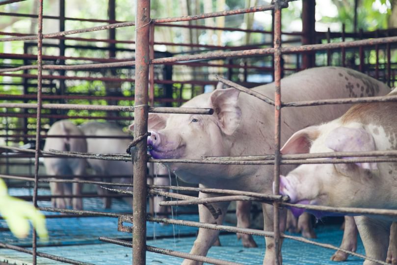 Adobe Stock selezenj pigs