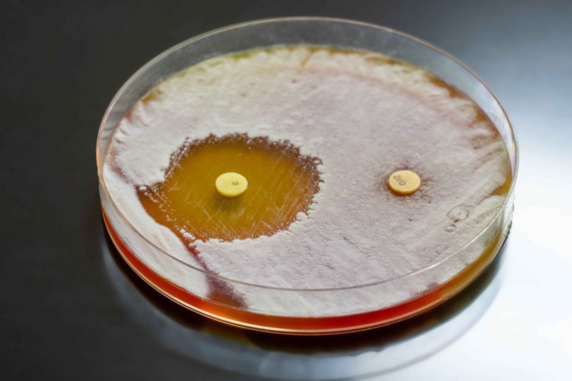 Antimicrobial testing Adobe Stock