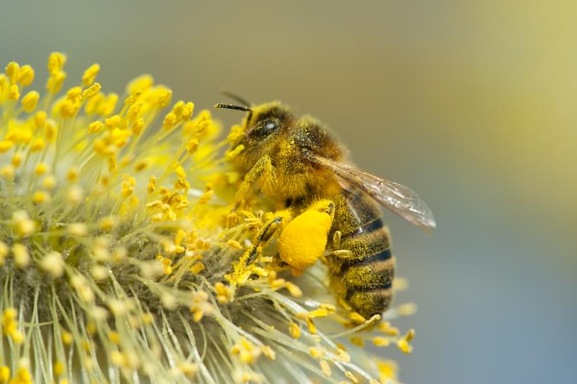 Apis_mellifera_Salix_caprea_Bram_Cornelissen