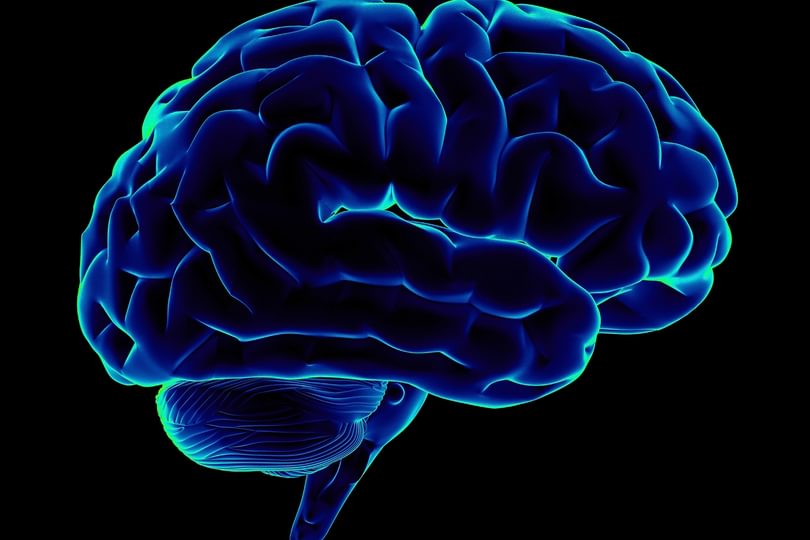Brain