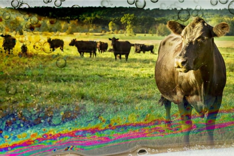 Grazed_and_confused_cows_2