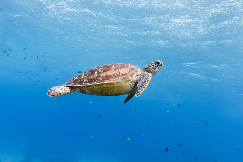 Green Turtle Adobe Stock 237707990