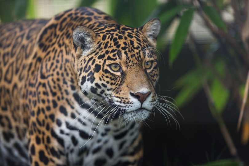 Jaguar Adobe Stock 72826483