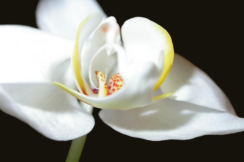 Orchid Adobe Stock 574372