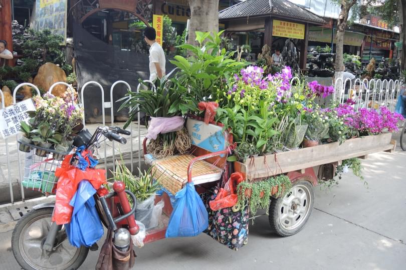 Orchid stall Amy Hinsley