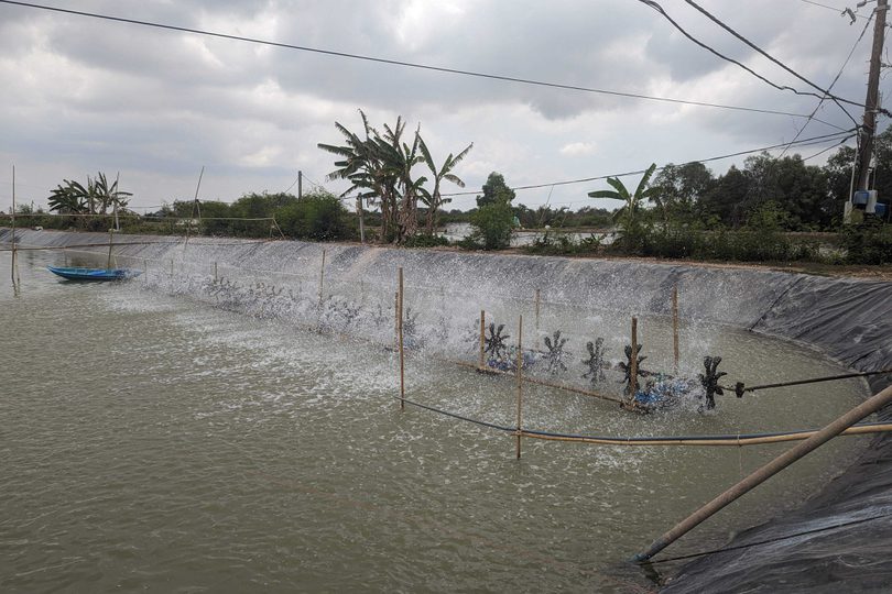 Shrimp farm in Vietnam