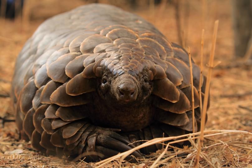 Pangolin Adobe Stock 176741909
