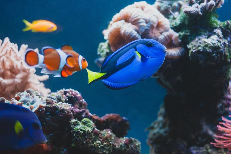 Adobe Stock 223545738_clowfish and blue tang