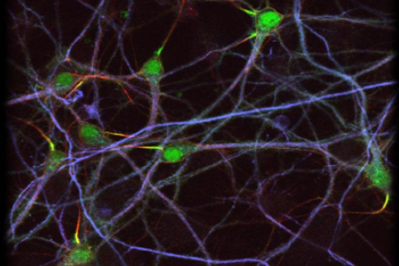 Stem Cells Symposium