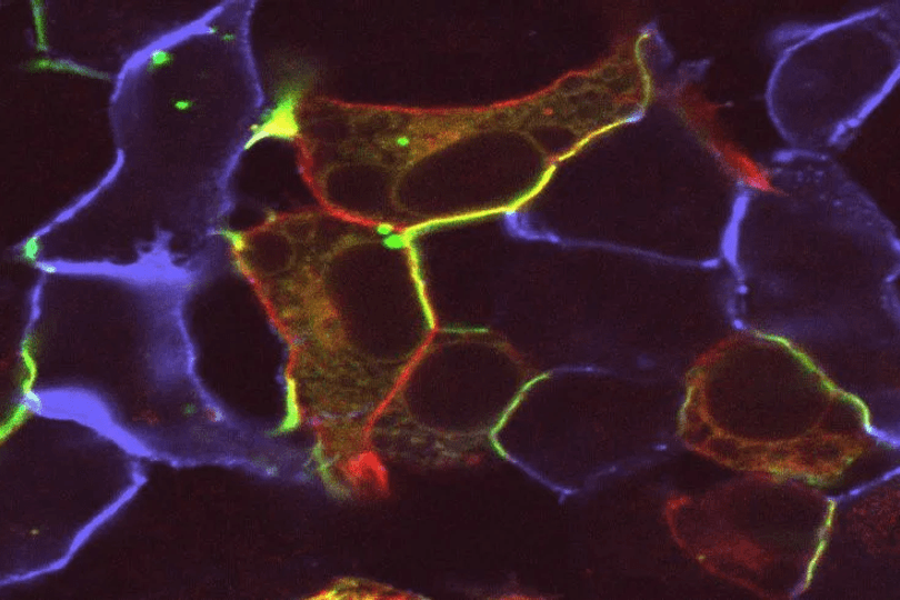 Stem Cells