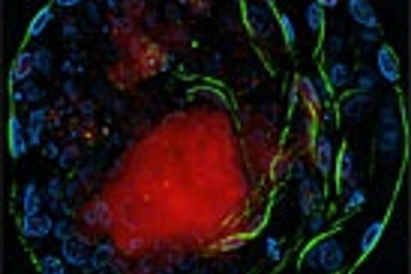 Stem Cells1