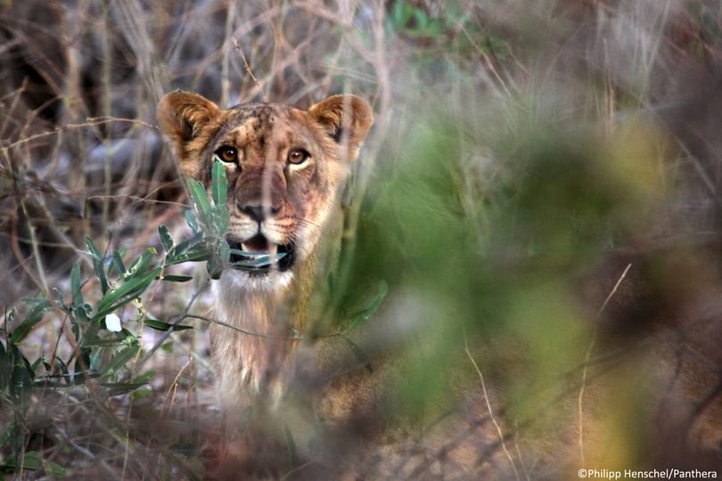 West_African_lion_cub