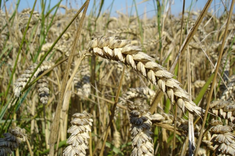 Wheat