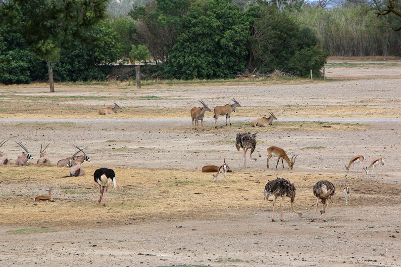 Wildlife diversity