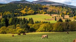 Cows grazing on grass field with woodlands and hills in the distance.