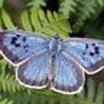 Biodiversity