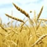 Crops plants