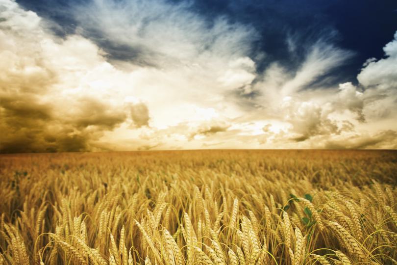 Crops_2