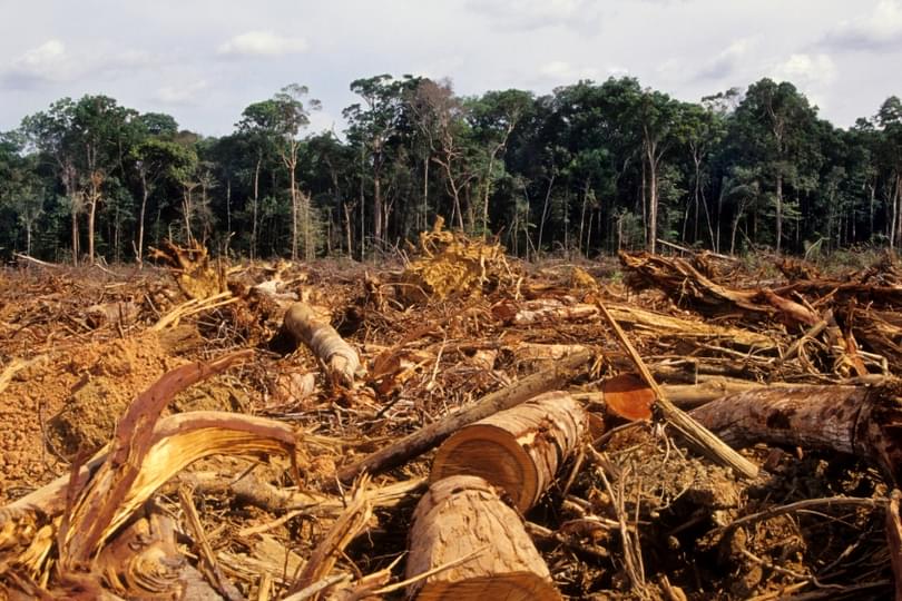 Felled_trees