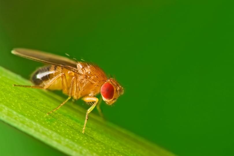 Fruit_fly