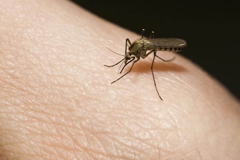 I Stock_W1zzard_Mosquito_sucking_blood