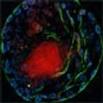 Inst stemcell