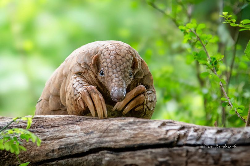 Pangolin facing the camera on a log in a forest