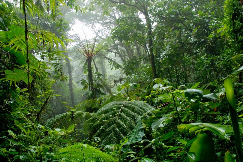 Tropical forests